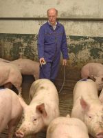 Josef Raming vom Erzeugerring Westfalen markiert ein Schwein