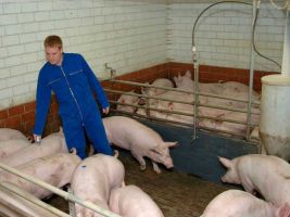 Ein Landwirt des Erzeugerrings Westfalen markiert ein Schwein